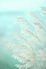 Delicate white grass stalks sway in the breeze against a soft, aqua background.