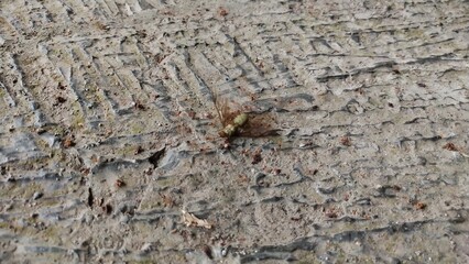 Dead insect being surrounded by ant colony on grooved concrete terrace
