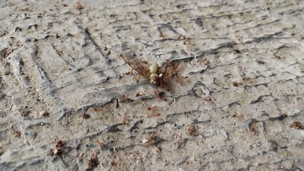 Colony of ant carrying dead insect