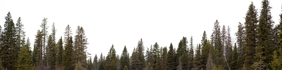 Panorama of spruce forest in the early winter with a transparent sky
