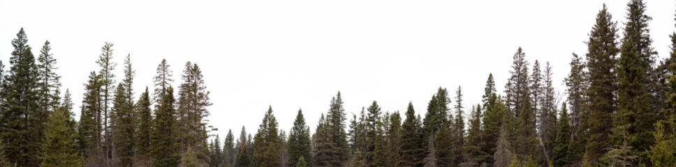 Fototapete Panorama of spruce forest in the early winter with a transparent sky  © Craig Taylor Photo