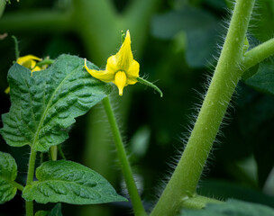 Macro close-up of bright yellow tomato flower and hairy green stem and leaves
