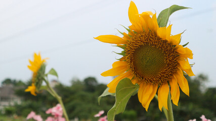 Obraz premium Yellow sunflowers growing in a garden