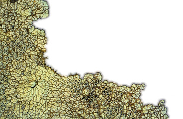 Macro light yellowish green complex map lichen with large white area for copy
