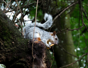 Squirrel eating a nut while perched on a tree in the forest