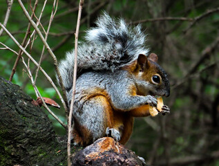 Squirrel eating a nut on a tree in a vibrant forest