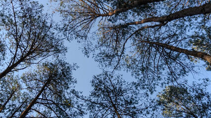 Forest canopy with tree branches forming patterns in the sky