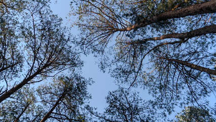 Looking up at tall trees with blue sky in the background