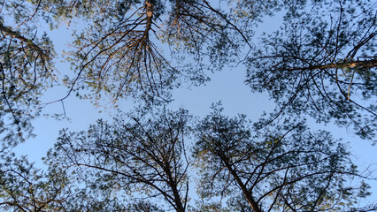 Looking up at pine tree branches forming patterns in the sky