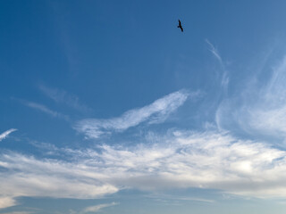 bird flying across a cloudy sky
