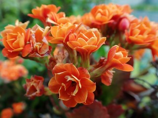 Vibrant Orange Kalanchoe in Bloom