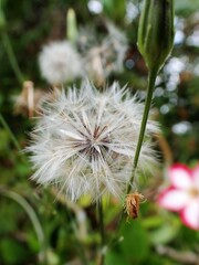 Close-Up of Dandelion Seed Head in Natural Setting