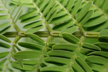 Detailed View of Jacaranda Leaf Structure