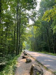 Fototapeta premium road in the woods
