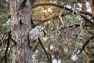 Ural owl (Strix uralensis) turns its head 180° in natural habitat, wildlife scenes