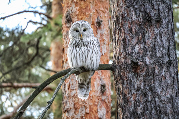 Ural owl (Strix uralensis) in natural habitat, wildlife scenes