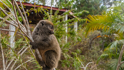A cute bamboo lemur is sitting on a tree, holding onto a branch with its paws. The head is turned in profile. Fluffy brown fur, shiny big eyes. The background is green vegetation. Madagascar.