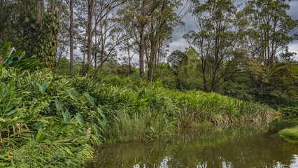 Obraz premium A calm river in a tropical rain forest. The riverbed bends. On the shore there are thickets of lush green vegetation - grass, trees. Madagascar. Vakona Forest Reserve