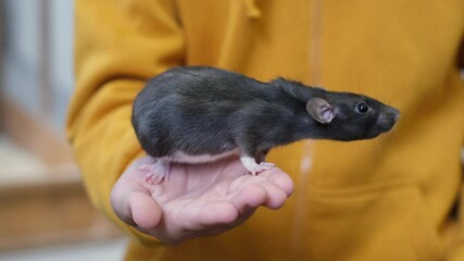 Young boy holding a cute gray pet rat at contact zoo