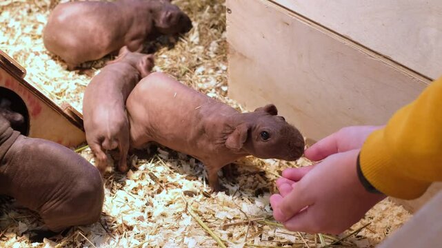 Skinny pigs in a box for contacting with them in a zoo