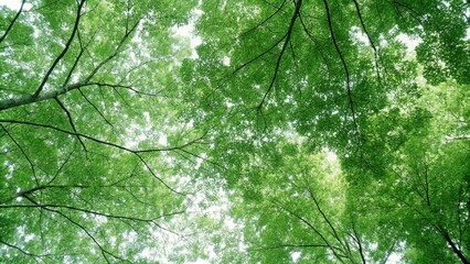 Fototapeta premium View of a lush green mangrove forest canopy, showcasing nature's role in carbon capture and climate change mitigation. 