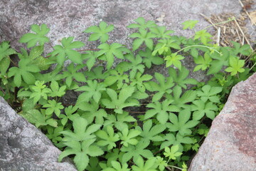 Image of the blooming ginseng vines on the Daecheongcheon Stream trail