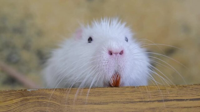 Albin Nutria at the zoo. A white nutria Chewing and looking around
