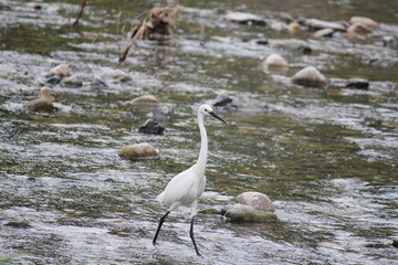 Image of a heron searching for food in the Daecheongcheon River Trail