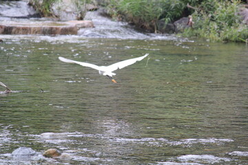 Image of a heron taking flight from the Daecheongcheon River Promenade