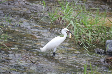 Image of a heron searching for food in the Daecheongcheon River Trail