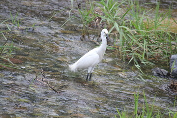 Image of a heron searching for food in the Daecheongcheon River Trail