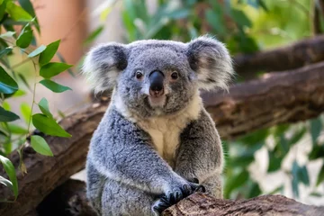 Fotobehang Koala コアラ  © Tsugu