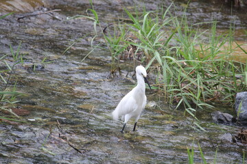 Image of a heron searching for food in the Daecheongcheon River Trail