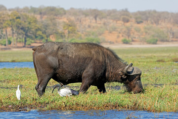 Fototapeta premium An African buffalo (Syncerus caffer) grazing, Chobe National park, Botswana.