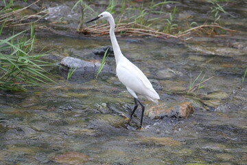 Image of a heron searching for food in the Daecheongcheon River Trail