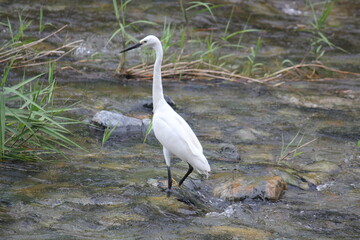 Image of a heron searching for food in the Daecheongcheon River Trail