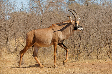 A rare roan antelope (Hippotragus equinus) in natural habitat, South Africa. © EcoView
