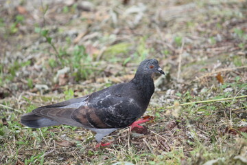 Image of pigeons searching for food on the Daecheongcheon trail