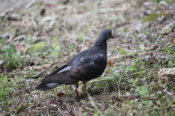 Fototapeta premium Image of pigeons searching for food on the Daecheongcheon trail