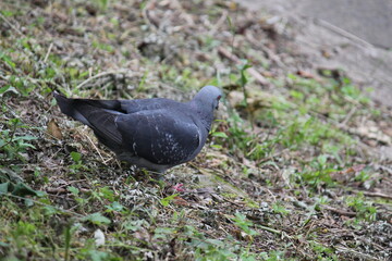 Image of pigeons searching for food on the Daecheongcheon trail