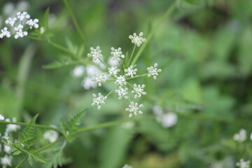 Image of dogwoods blooming on the Daecheongcheon trail