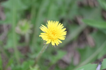 Image of dandelions blooming on the Daecheongcheon trail