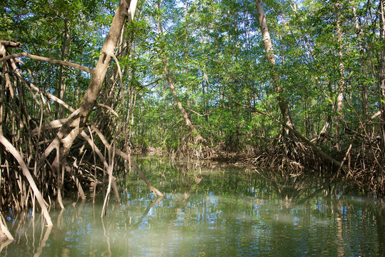 Pristine natural wetlands of Costa Rica, with mangroves, palms and other tropical rainforest plants