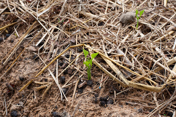 Cultivation with yam bean seeds, yam bean seedlings.Pachyrhizus erosus seedlings