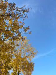 Autumn tree against the blue sky. Branches with yellow foliage against the sky. Vertical photo.