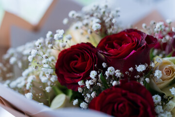 Festive background. Scarlet roses close-up.