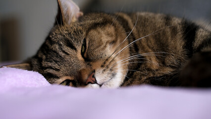 A beautiful cat sleeps on the bed. Sleeping cat.