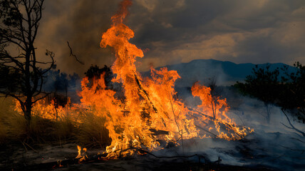 Fototapeta premium A wildfire burning through a forested area with trees and dry grass engulfed in flames, creating a smoky and intense atmosphere.