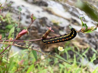caterpillar on a branch