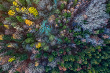 Jesienny las © Maciej G. Szling